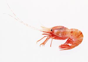 香辛料の素晴らしいところはどこか
